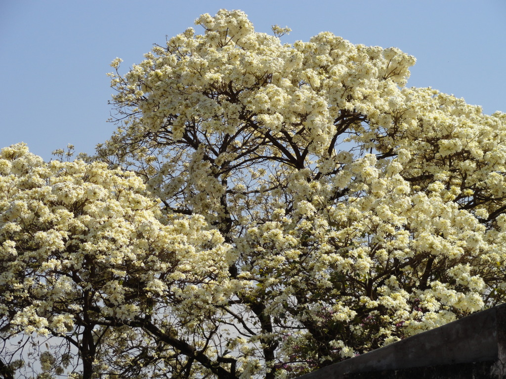 DSC006001.jpg