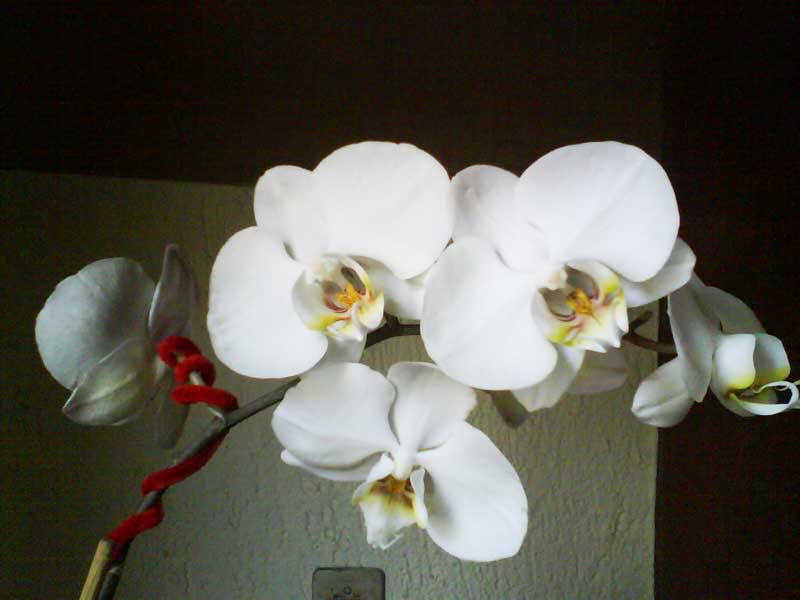 DSC00602.jpg
