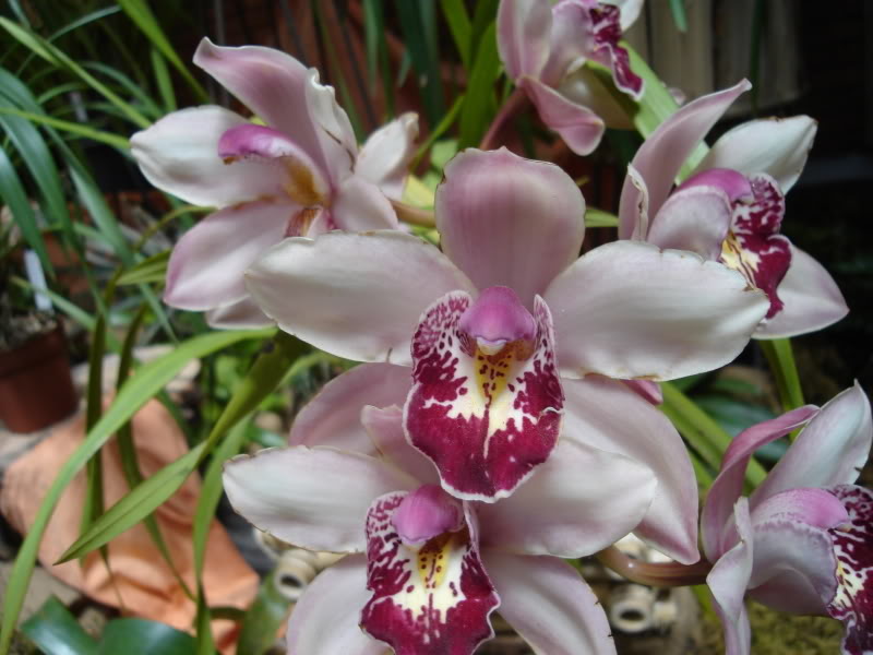 DSC00604.jpg