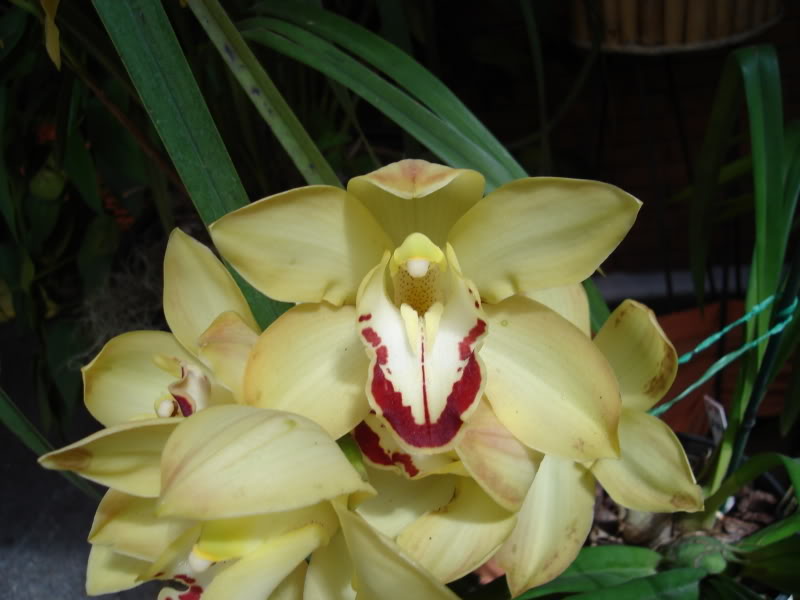 DSC00605.jpg