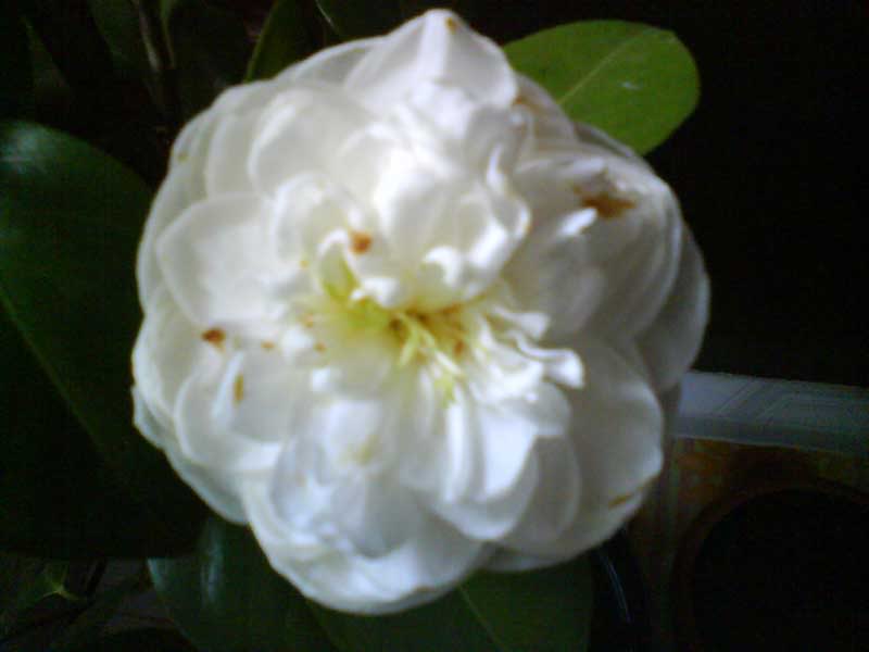 DSC00608.jpg