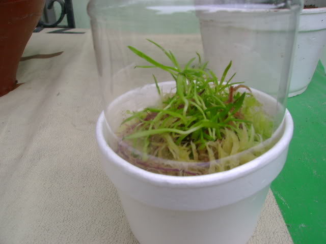 DSC00612.jpg