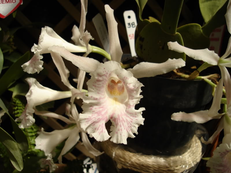 DSC00612.jpg