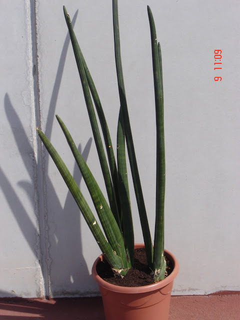 DSC00632.jpg
