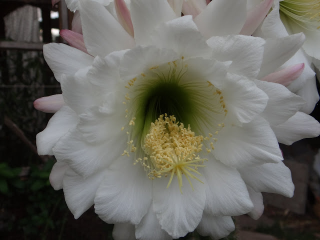 DSC00632.JPG