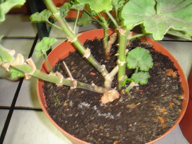 DSC00645.jpg