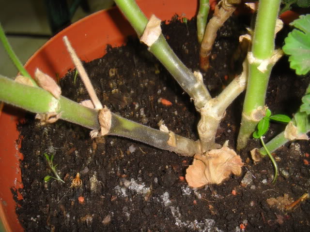 DSC00646.jpg