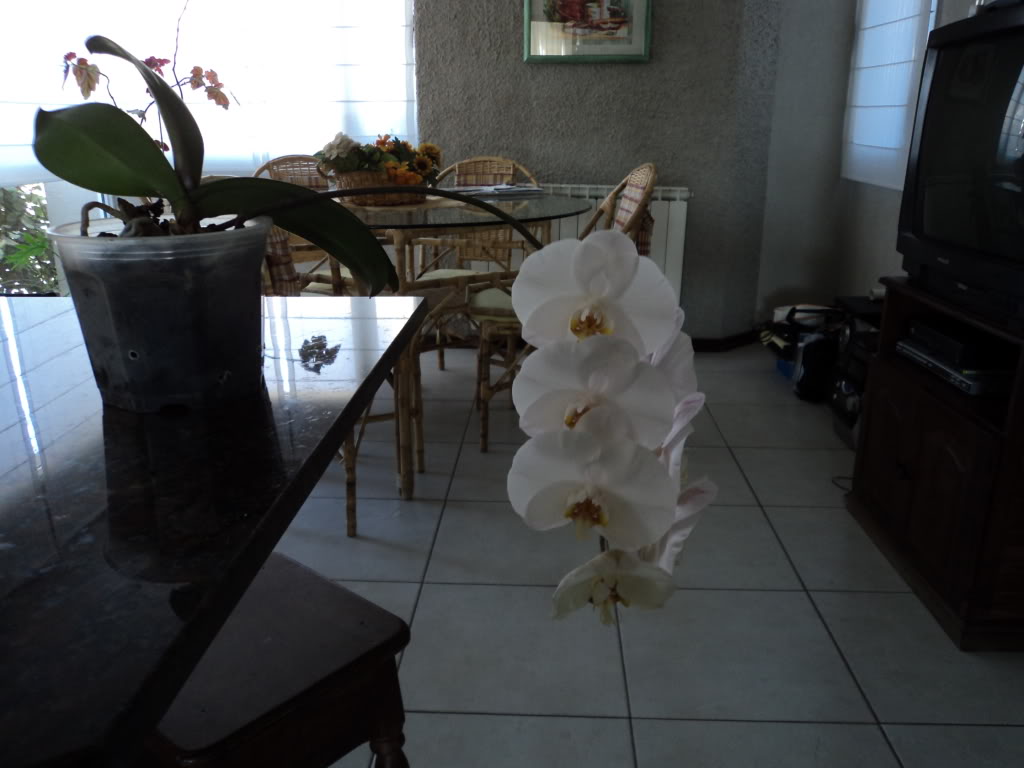 DSC00659.jpg