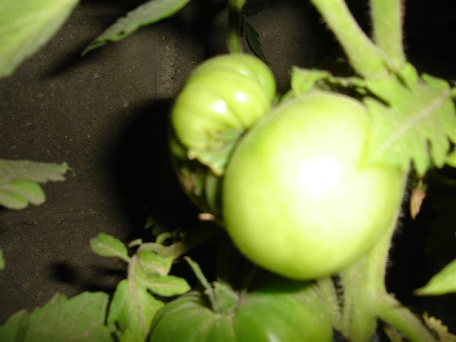 DSC00664.JPG