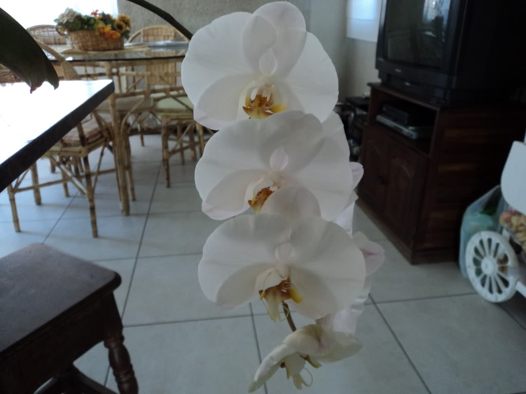 DSC00664.jpg