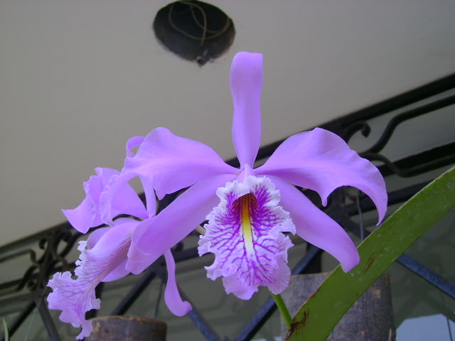 DSC00676.jpg