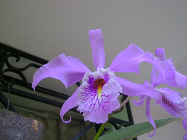 DSC00677.jpg