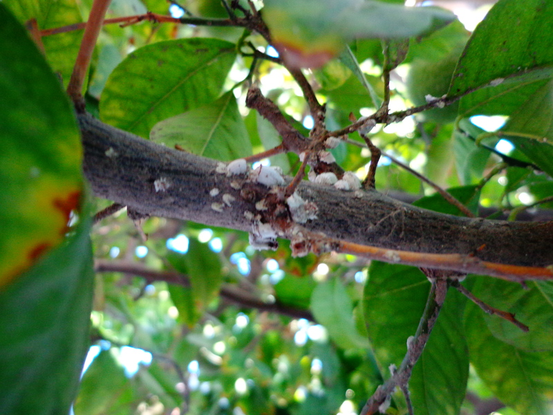 DSC00678.jpg