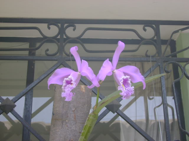 DSC00678.jpg