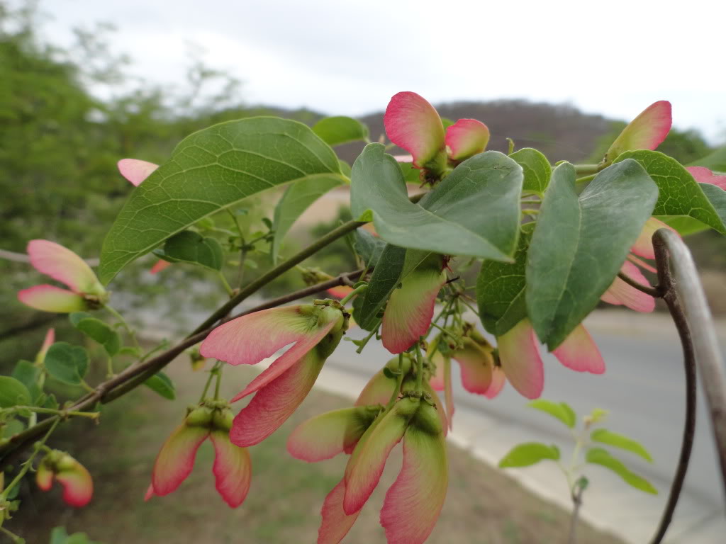 DSC006781.jpg
