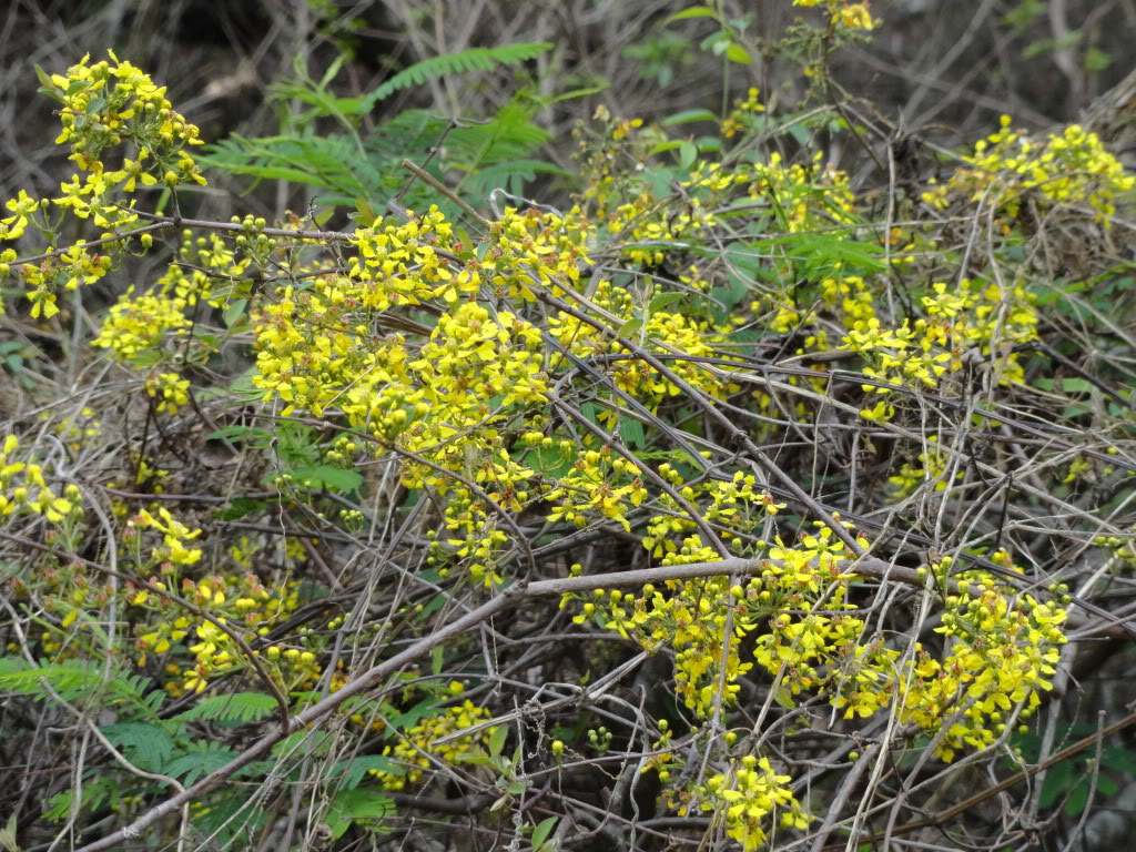 DSC006891.jpg