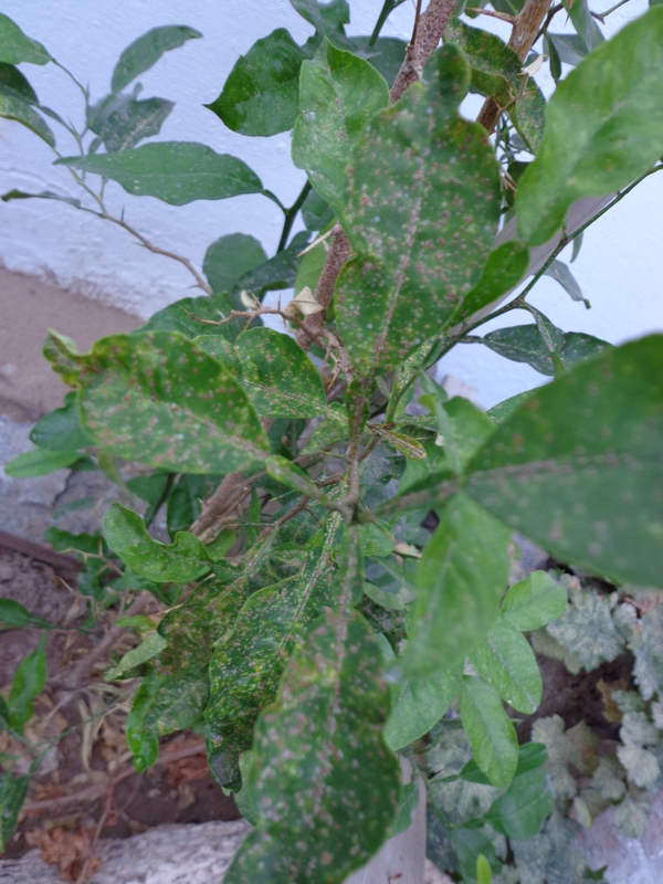 DSC00691.jpg