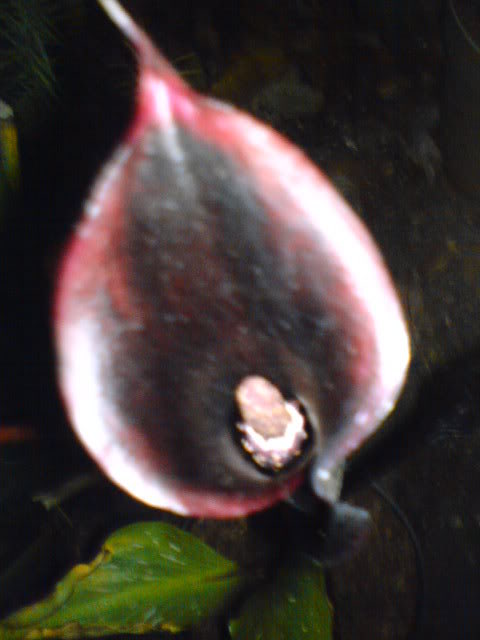 DSC00698.jpg