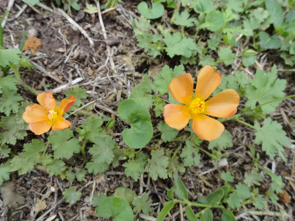 DSC006981.jpg