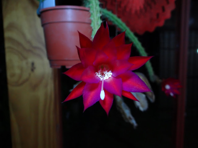 DSC00701.JPG