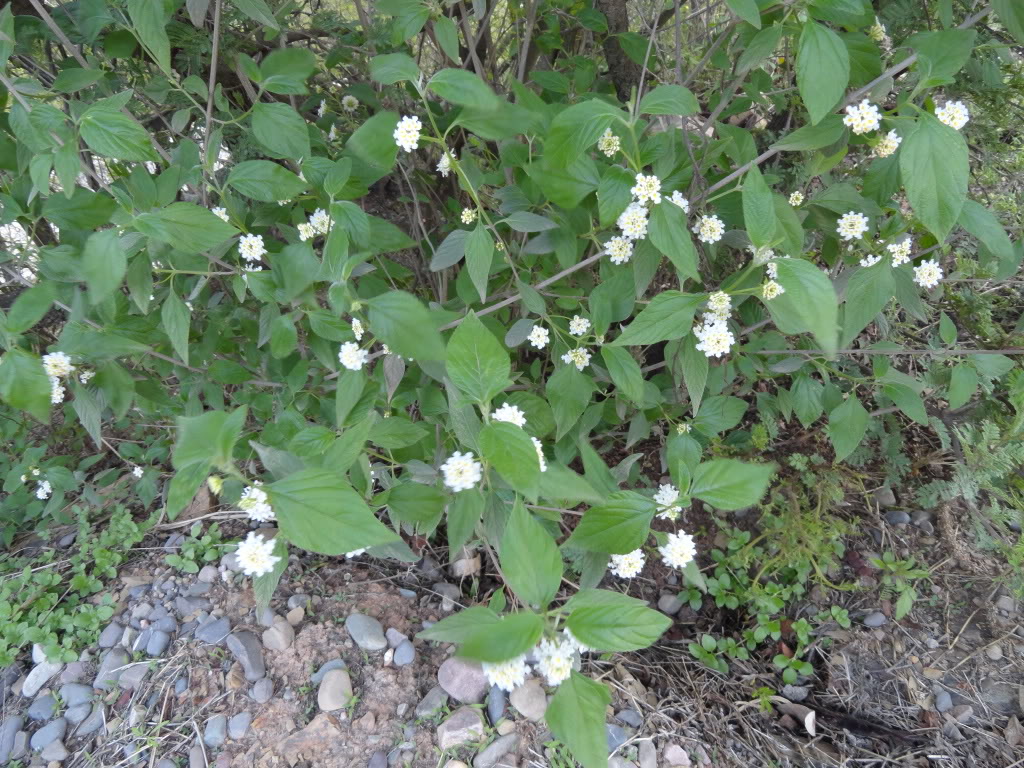 DSC007051.jpg