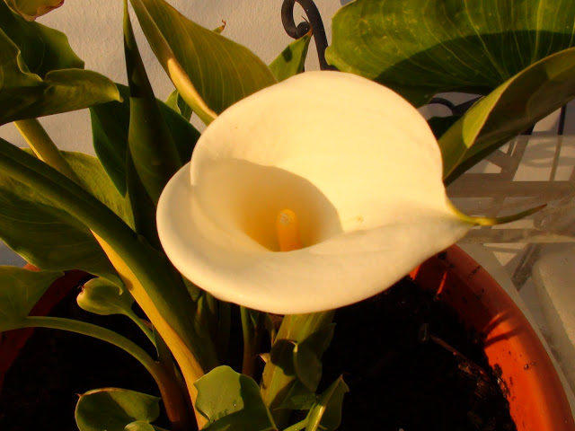 DSC00706.JPG