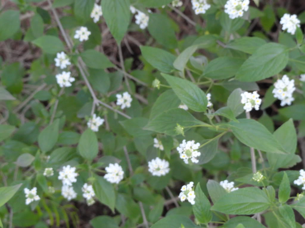 DSC007071.jpg