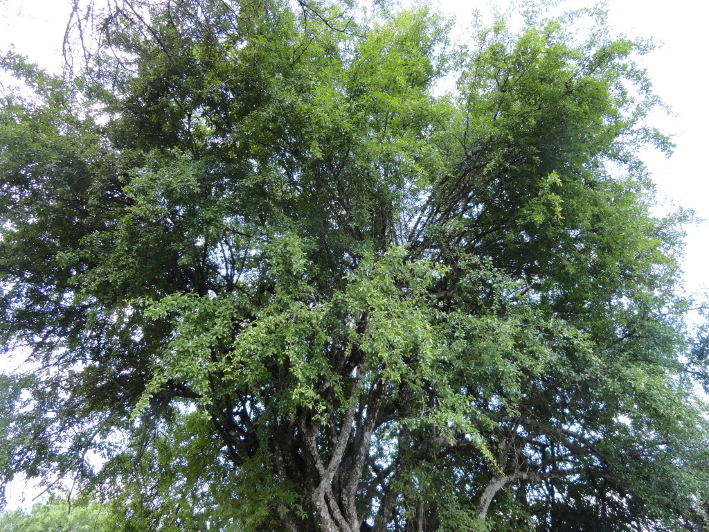DSC007111.jpg
