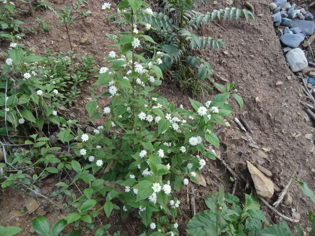 DSC007151.jpg
