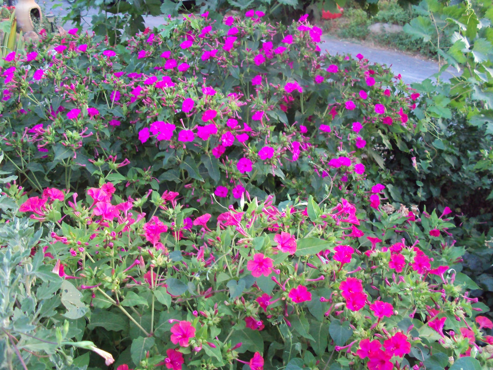 DSC00723.JPG