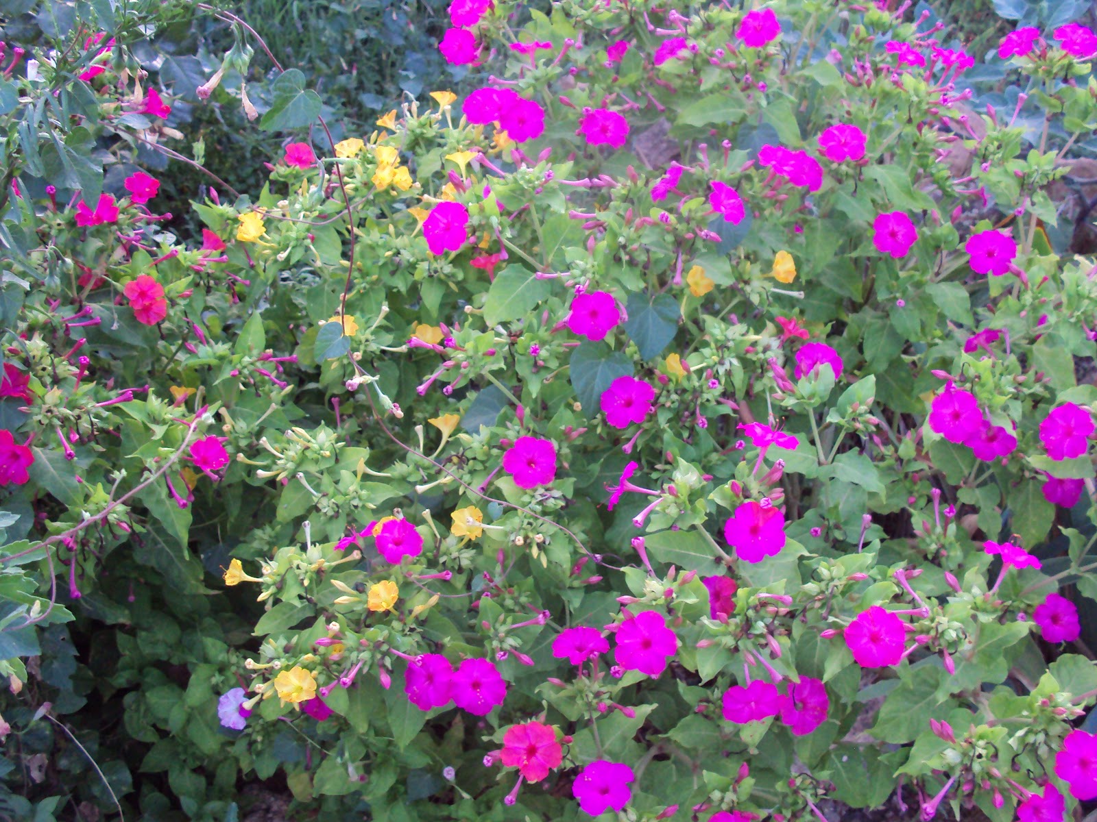 DSC00724.JPG