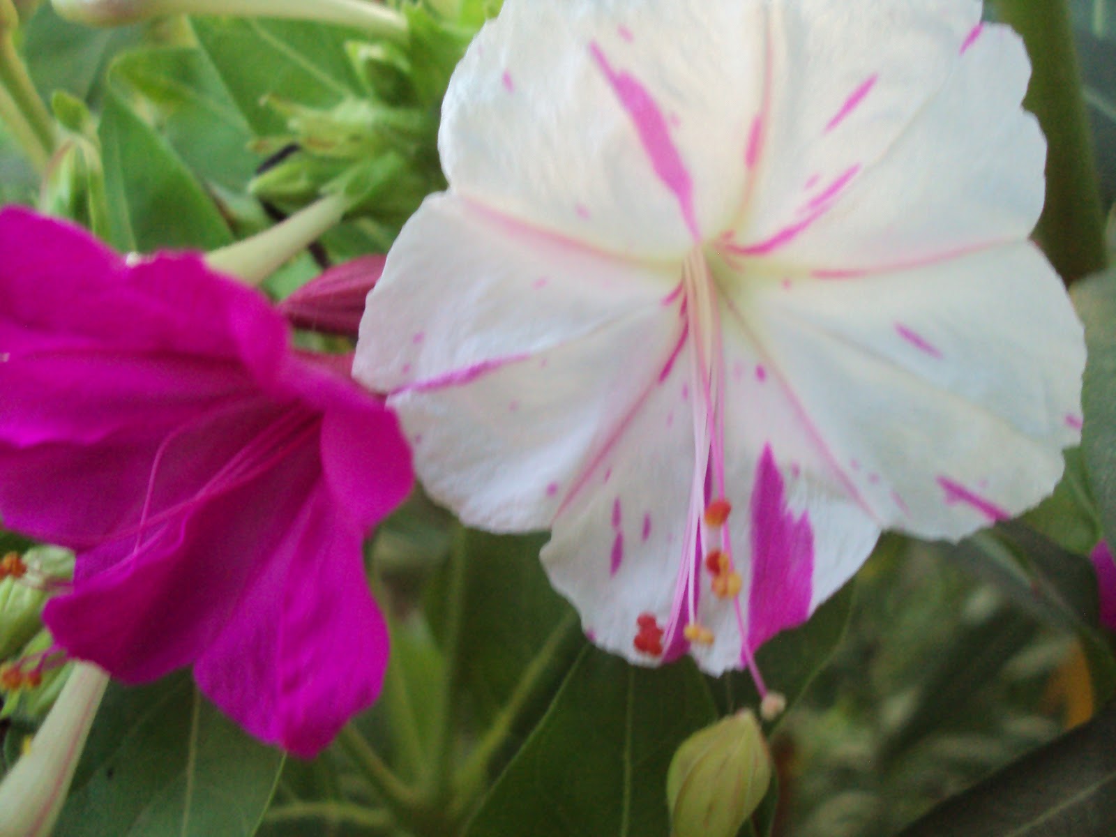 DSC00729.JPG