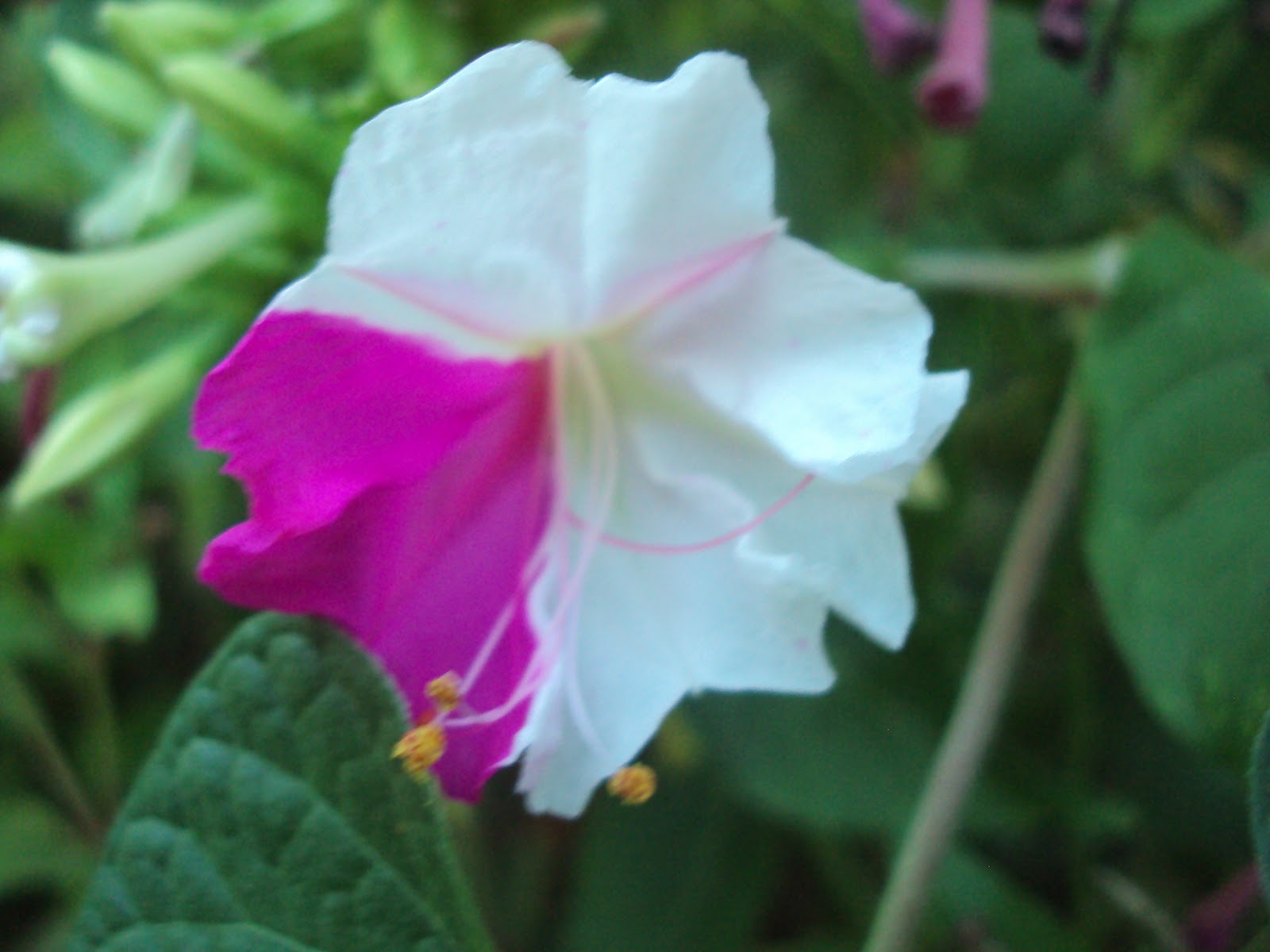 DSC00730.JPG