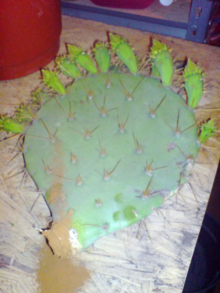 DSC00732.jpg