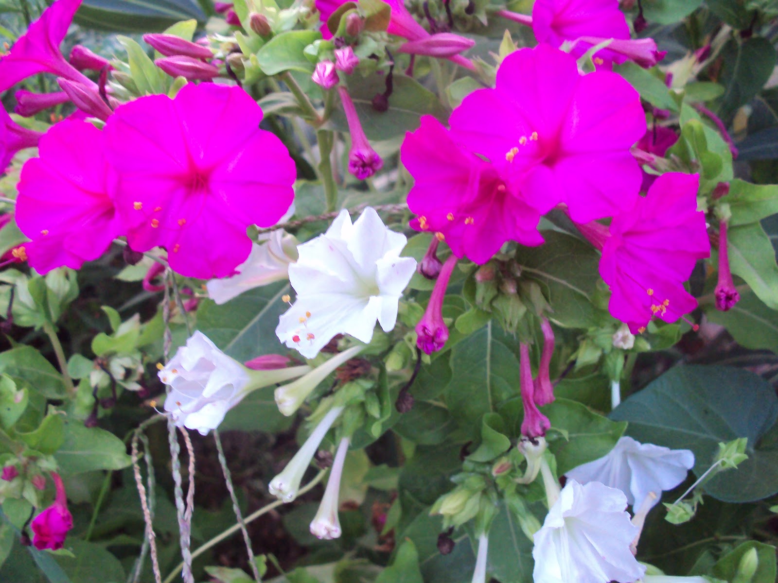 DSC00732.JPG