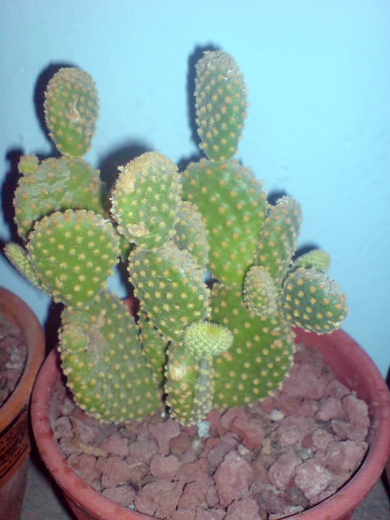 DSC00734.jpg