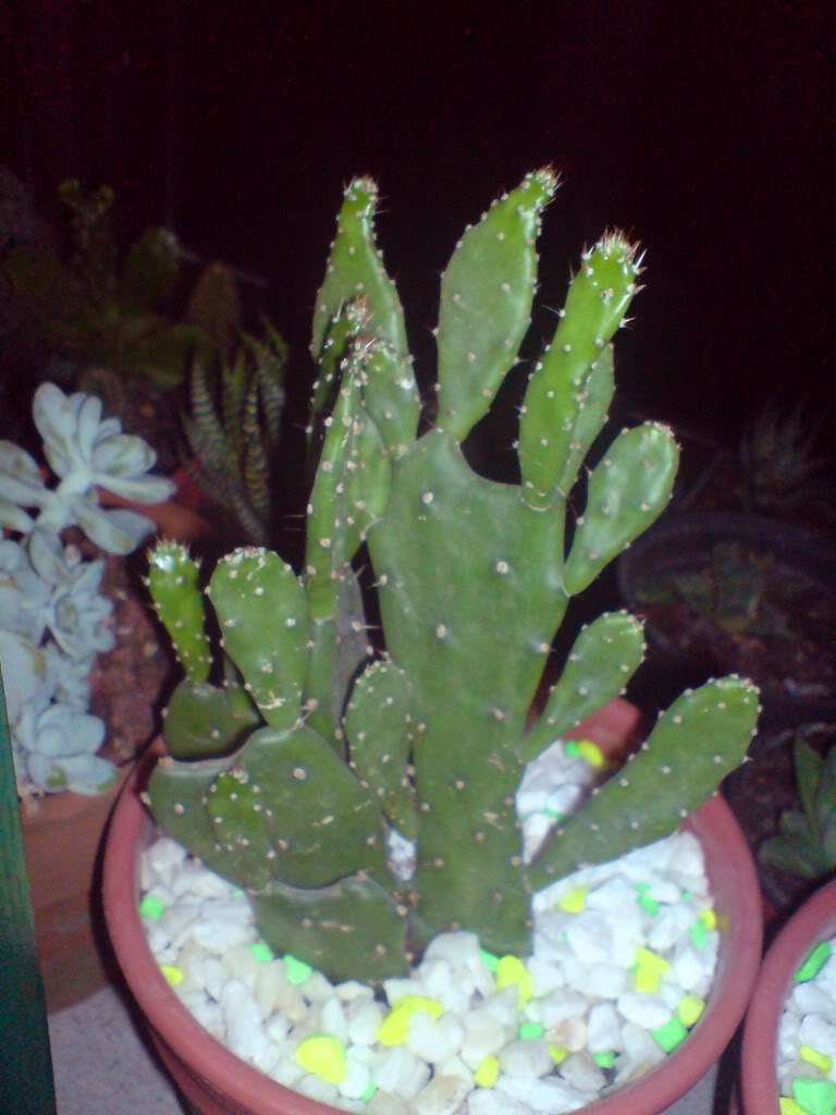 DSC00740.jpg