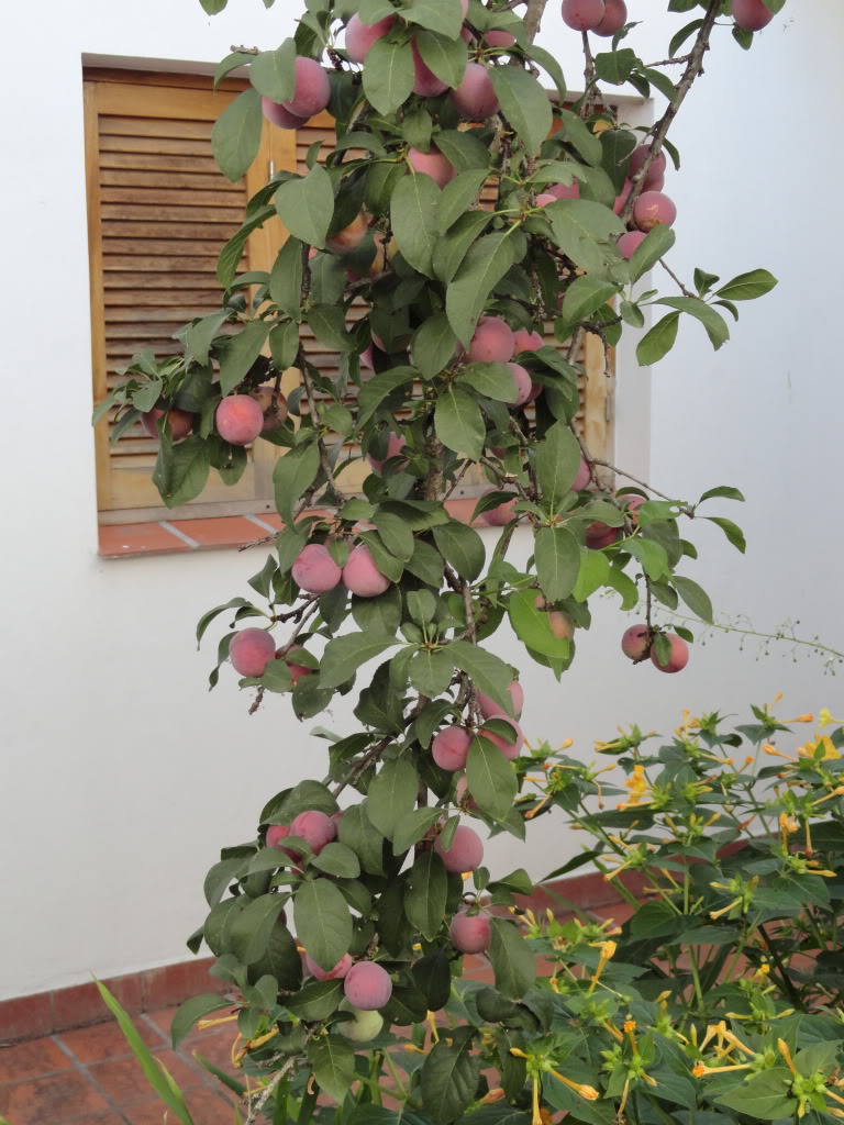 DSC007501.jpg