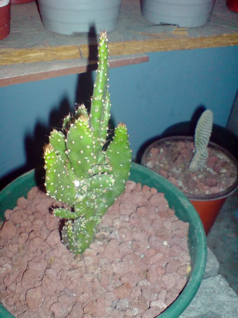 DSC00753.jpg
