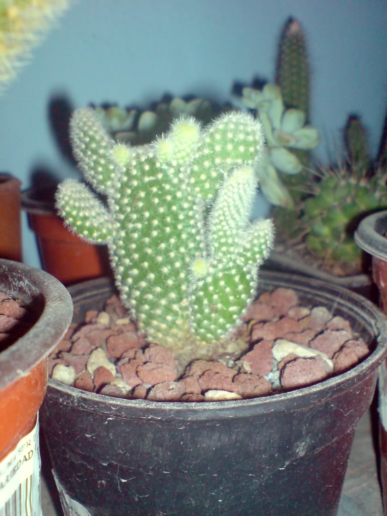 DSC00754.jpg