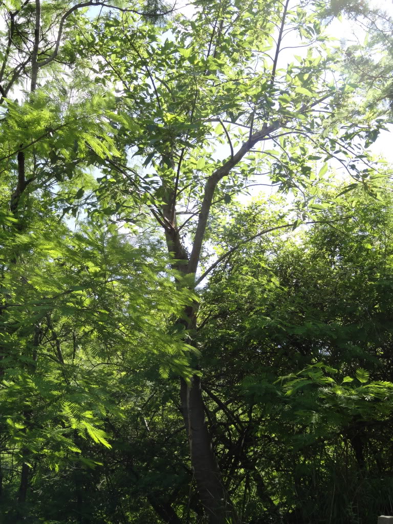 DSC007611.jpg