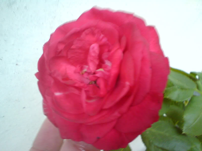 DSC00771.jpg