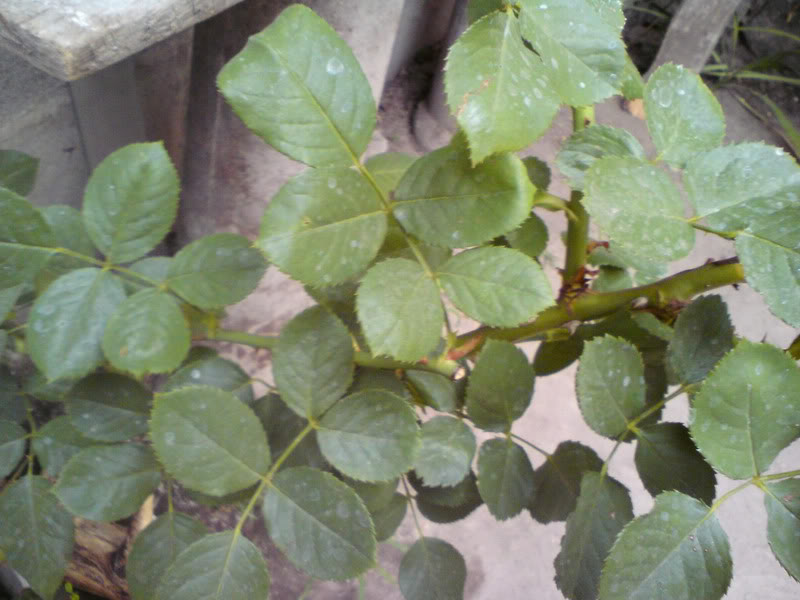 DSC00773.jpg