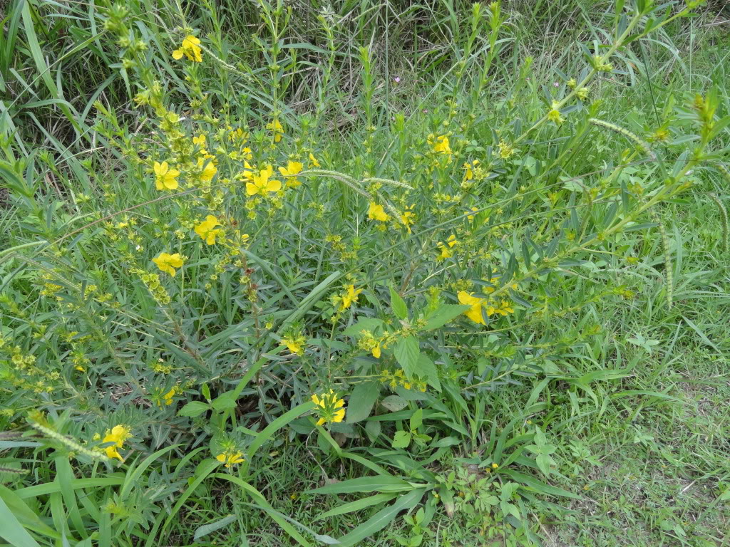 DSC007731.jpg