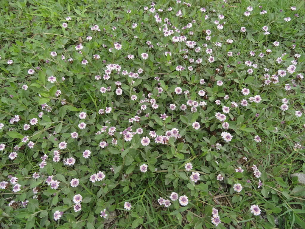 DSC007751.jpg