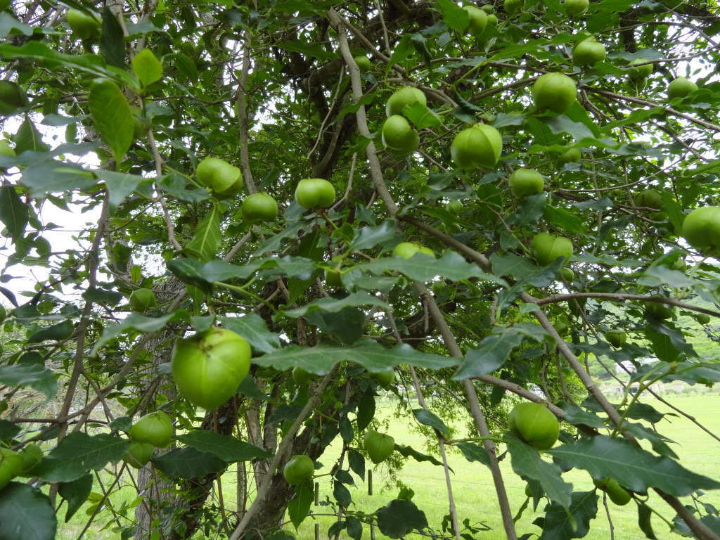 DSC007791.jpg