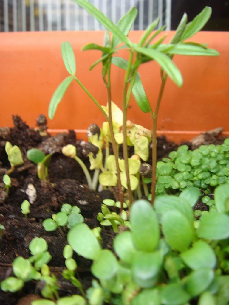 DSC00781.jpg