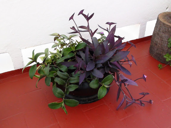DSC00784.JPG