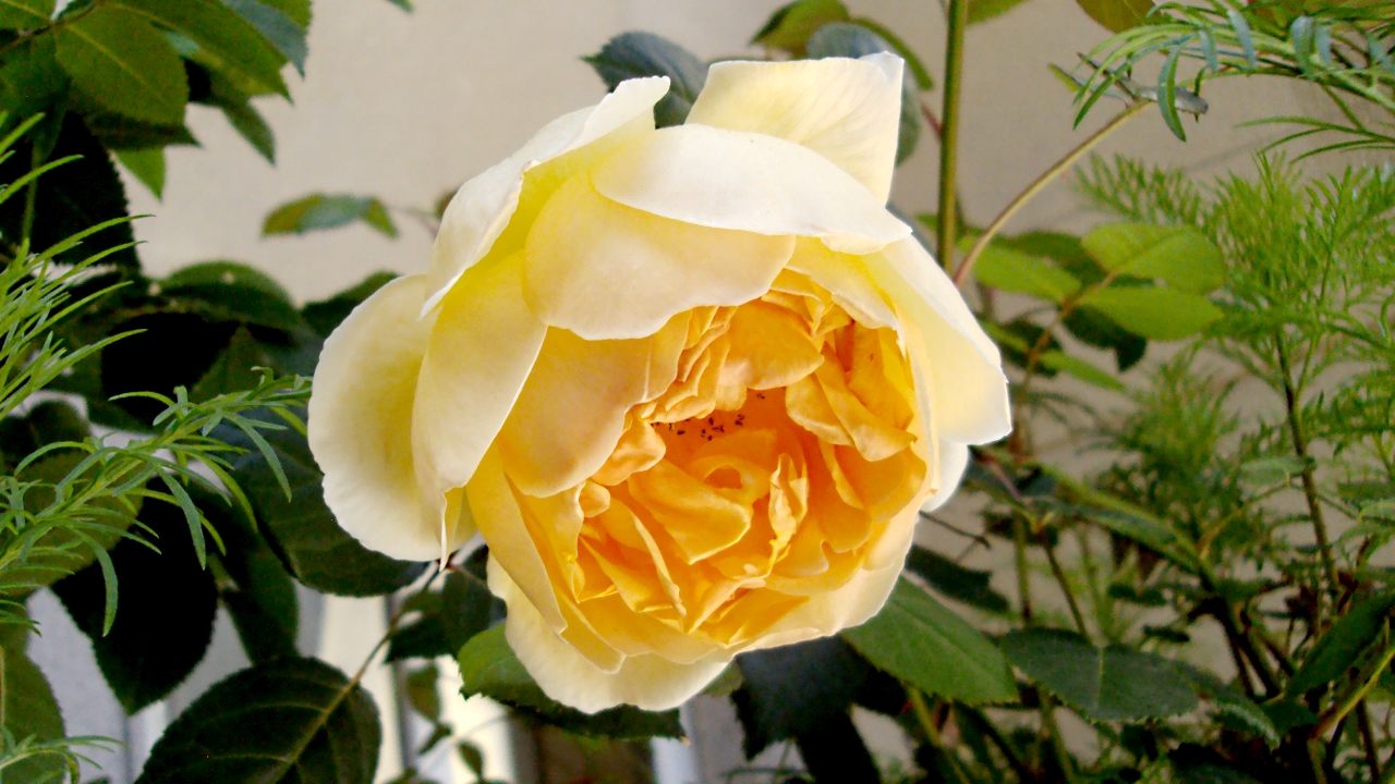 dsc00789.jpg