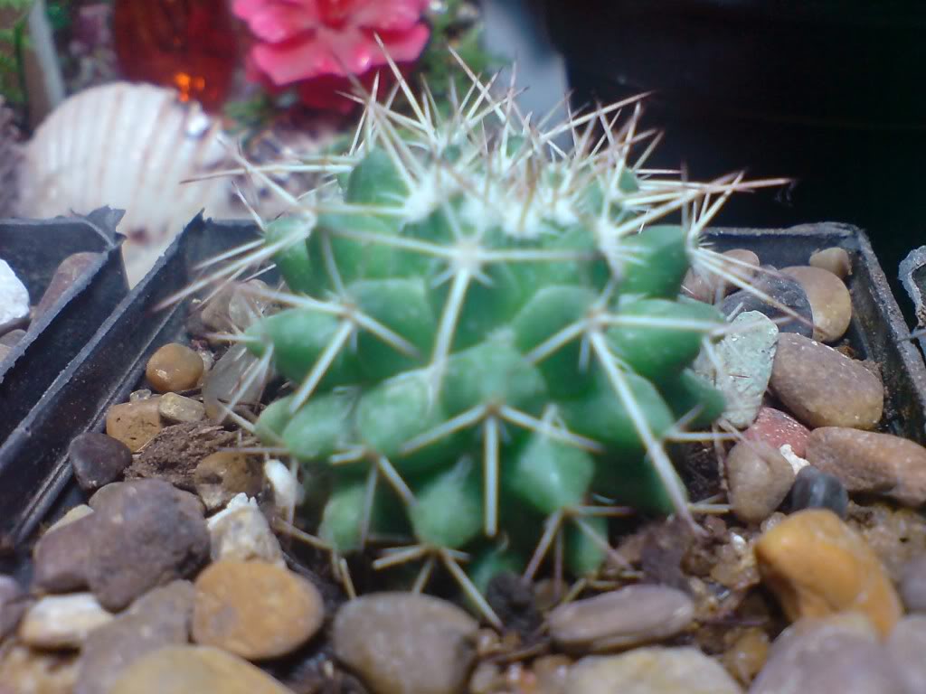 DSC00793.jpg